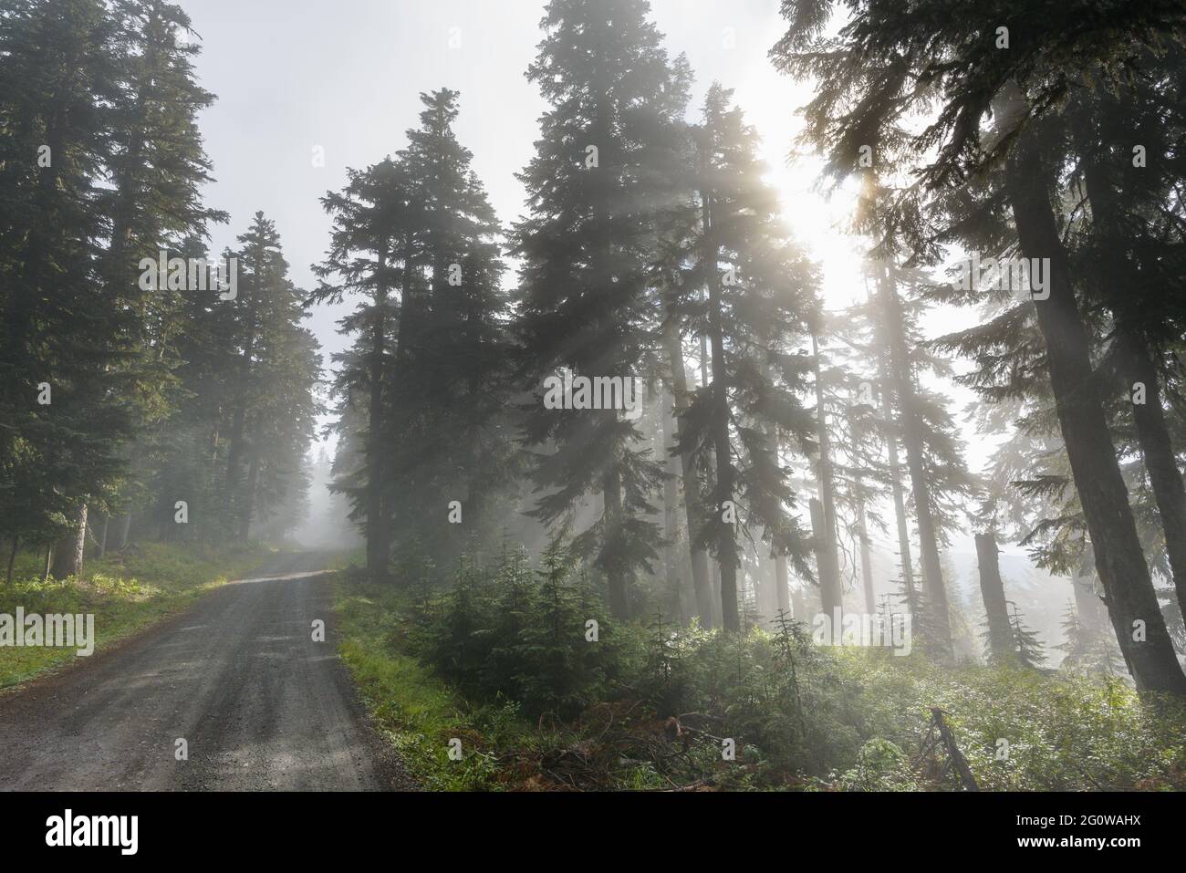 Sunlight coming through trees hi-res stock photography and images - Alamy