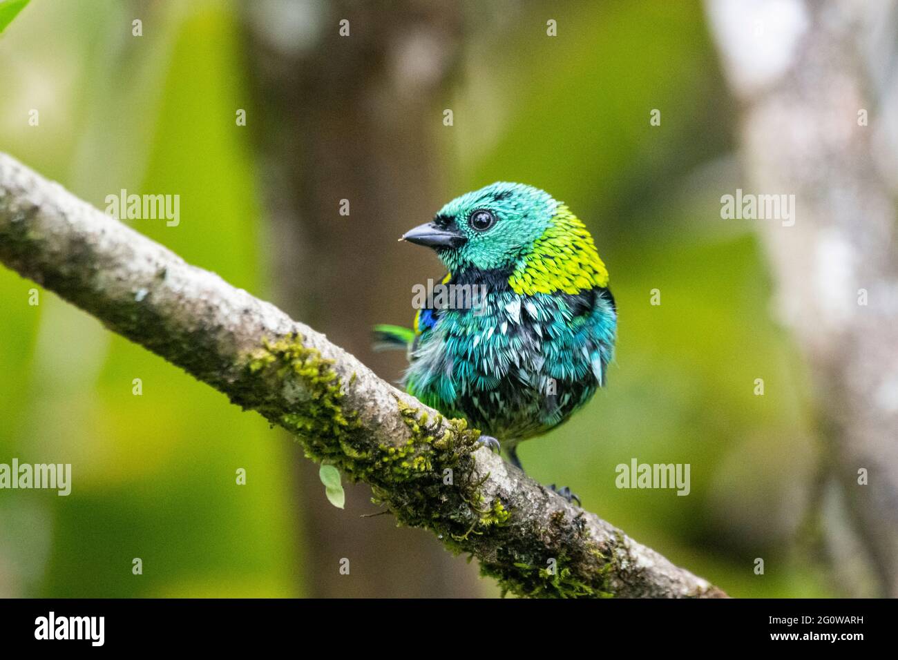 Beautiful colorful green and blue tropical bird on rainforest area ...