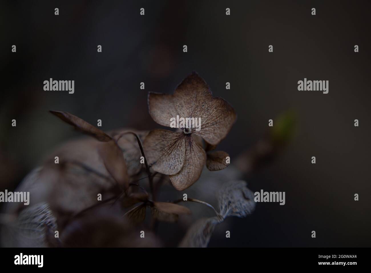 Hydrangea, fall, autumn, winter, moody, nature, macro, close-up, dry Stock Photo