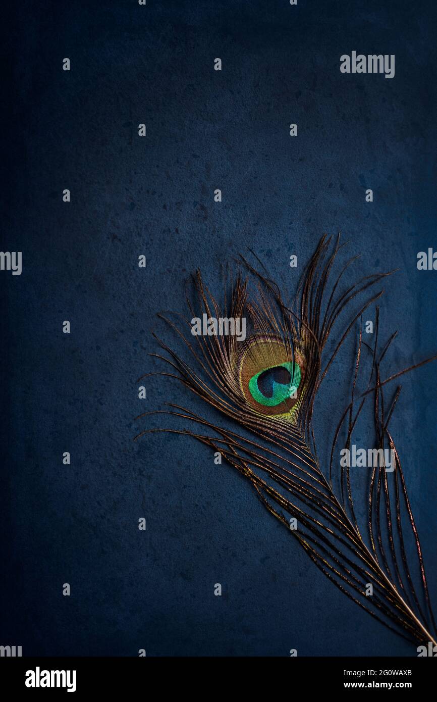 Peacock feather art hi-res stock photography and images - Alamy