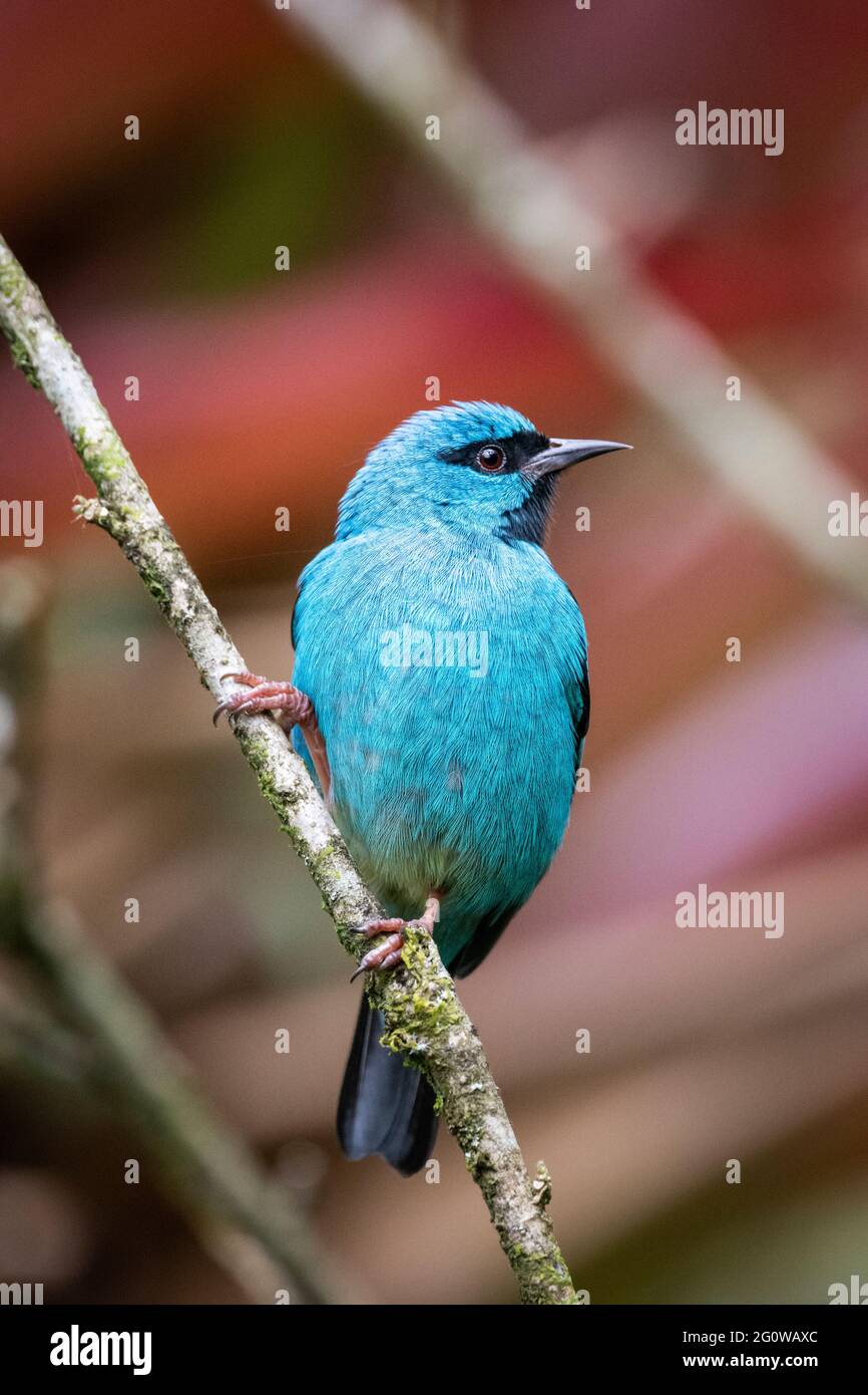 Beautiful colorful blue tropical bird on rainforest vegetation Stock Photo