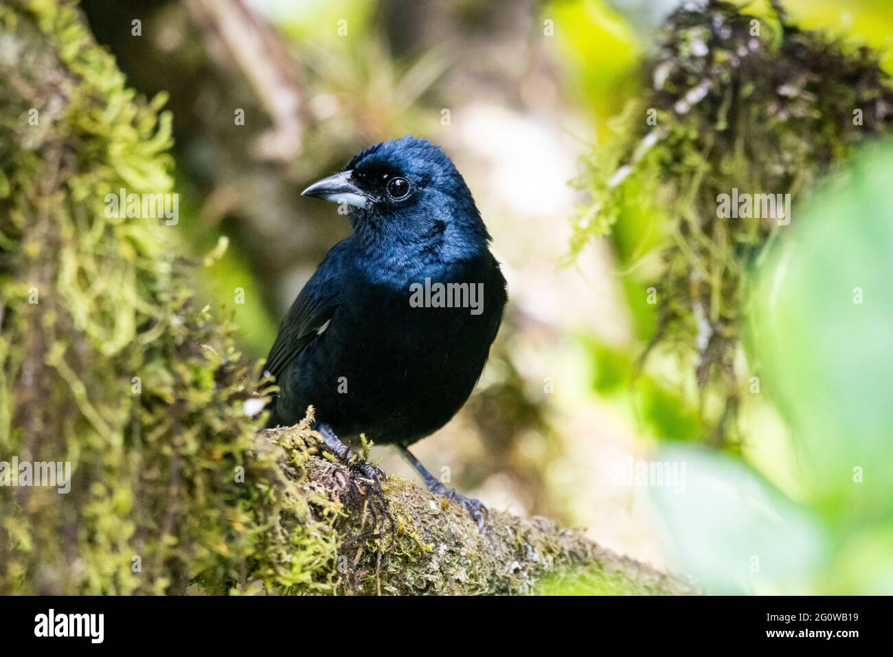 Beautiful black tropical bird on green rainforest vegetation Stock Photo