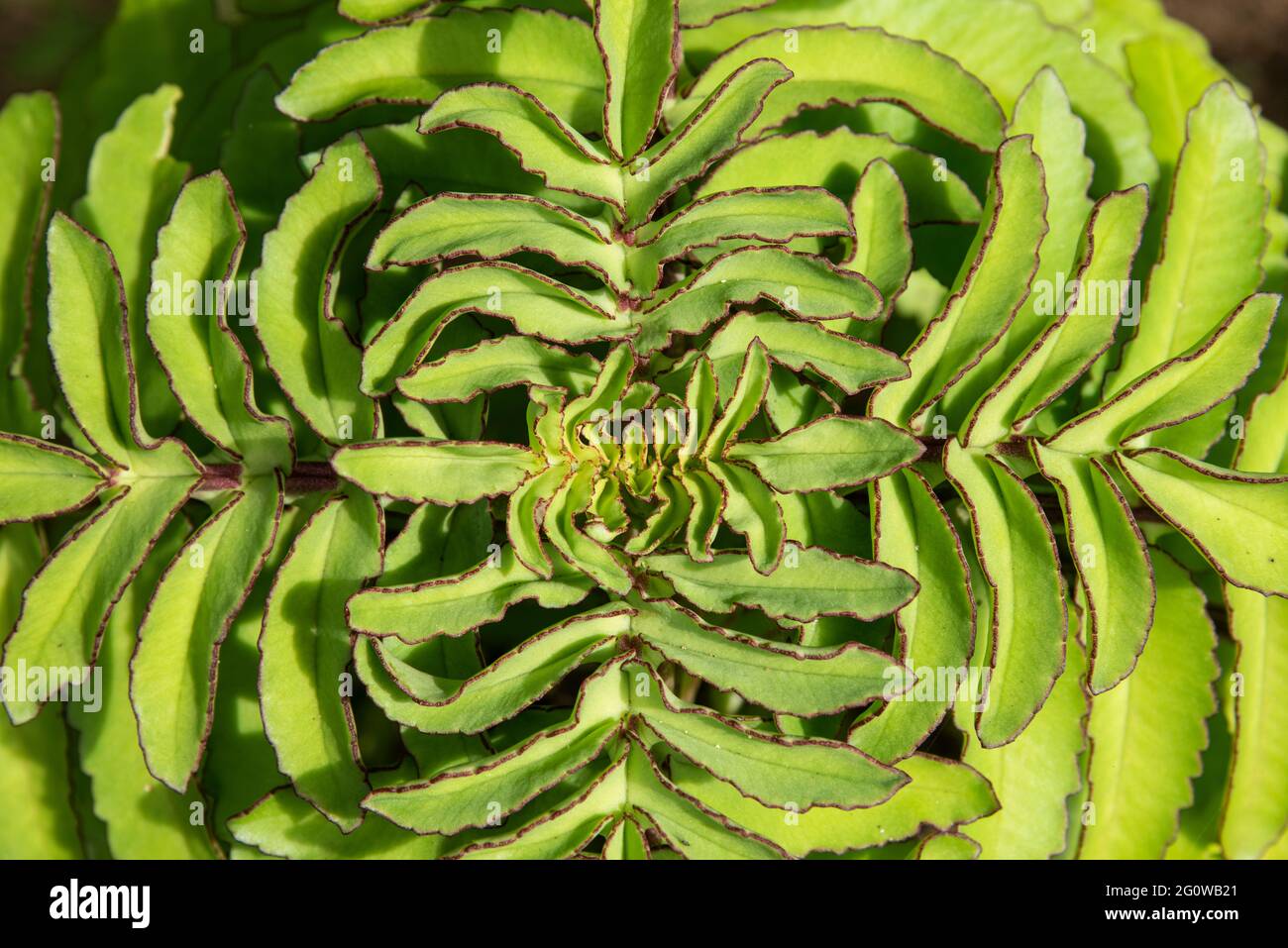 Beautiful detail of green atlantic rainforest garden plant Stock Photo