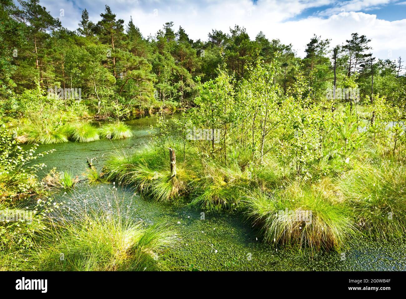 The peat bog Pietzmoor in the nature reserve Lueneburger Heide in northern Germany. Stock Photo