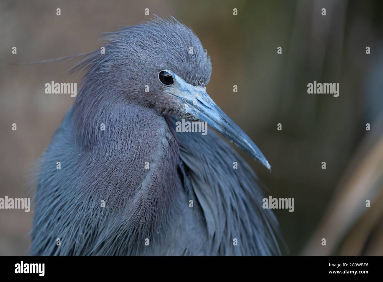 A Portrait of a Little Blue Heron Stock Photo
