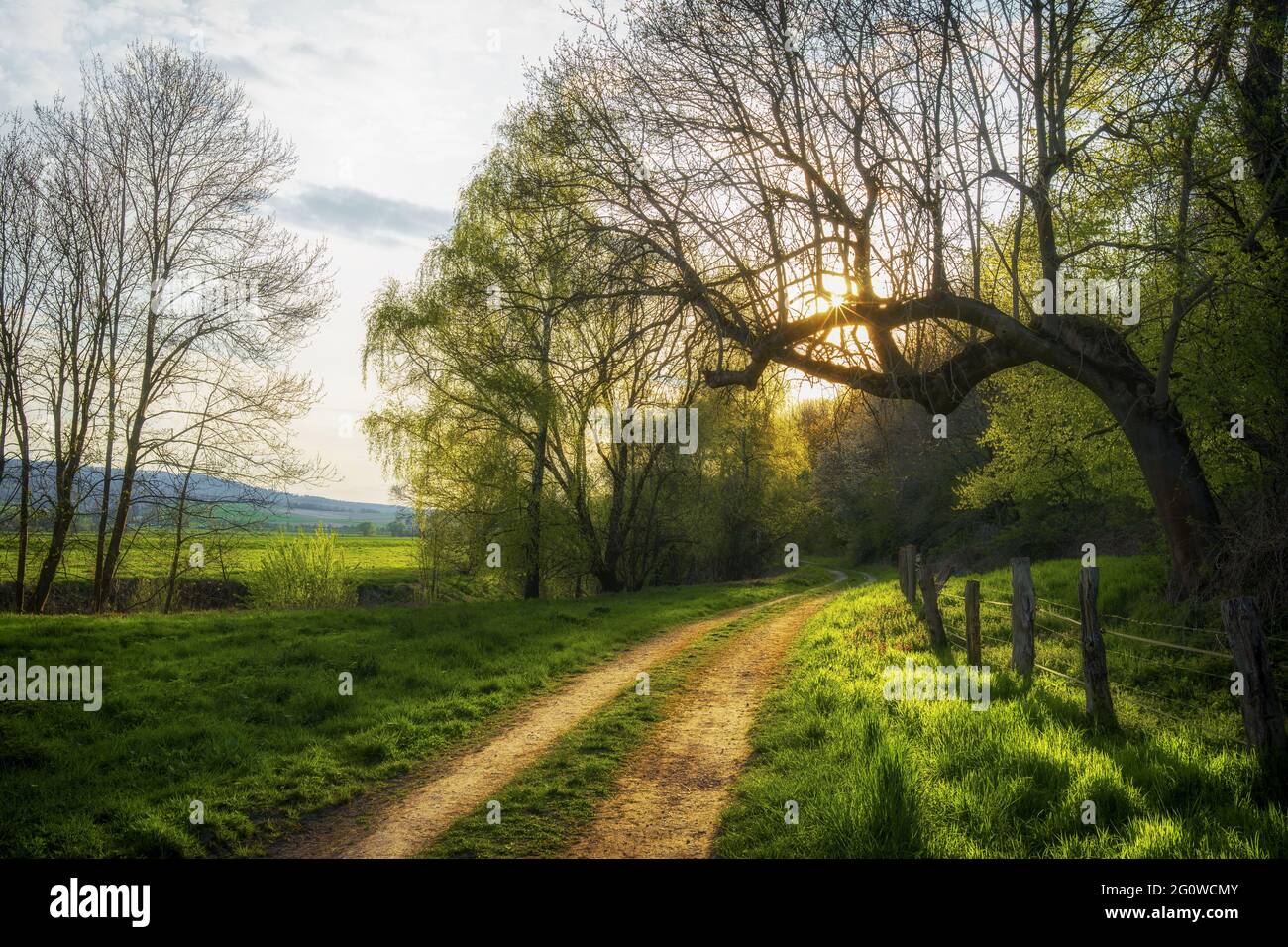 An idyllic path in a forest at sunset in spring Stock Photo