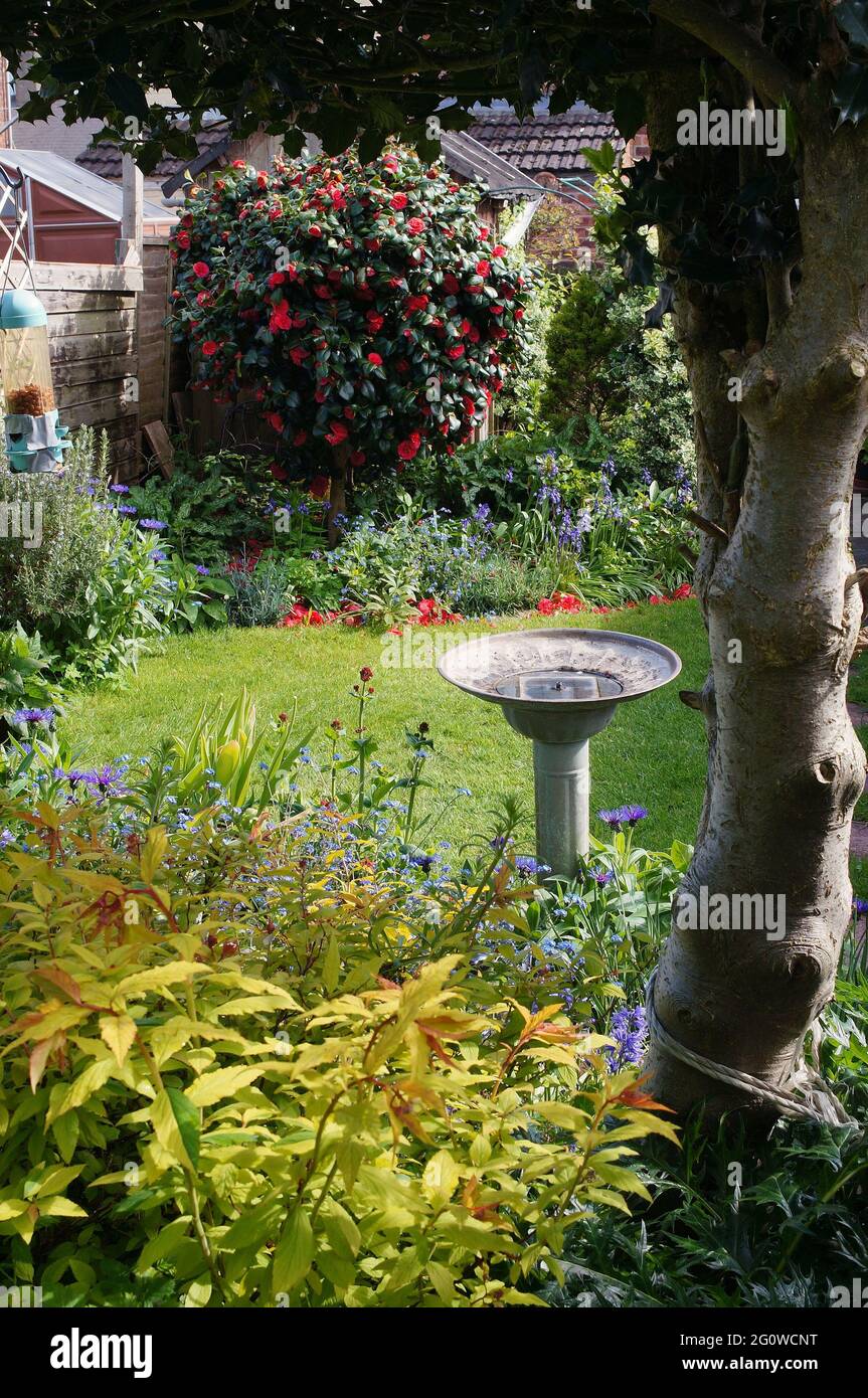 An English garden with spring flowers and a Camelia rose bush in bloom framed by a holly tree on a sunny day Stock Photo