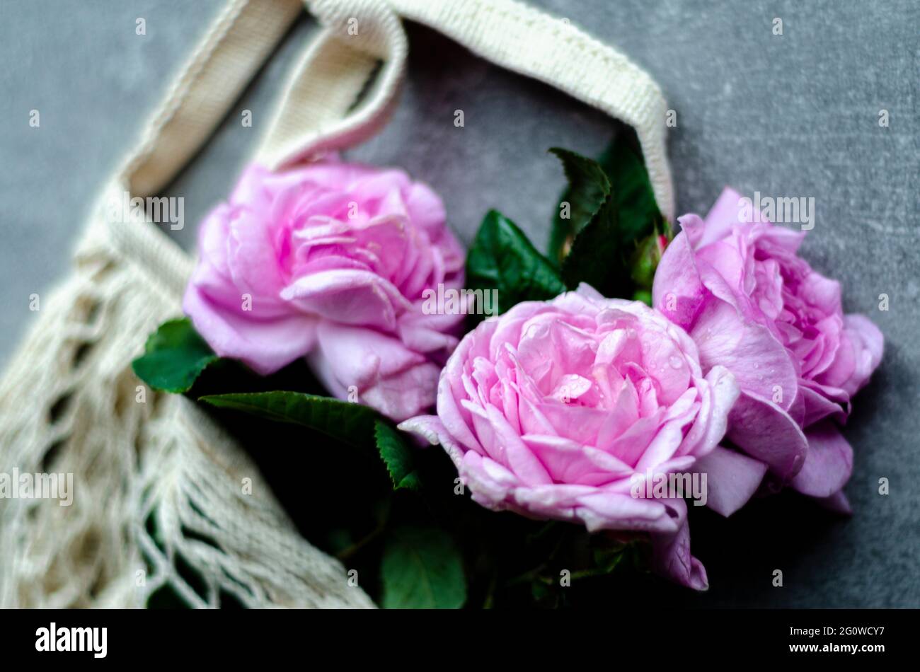 rose flowers in a retro bag, free space Stock Photo