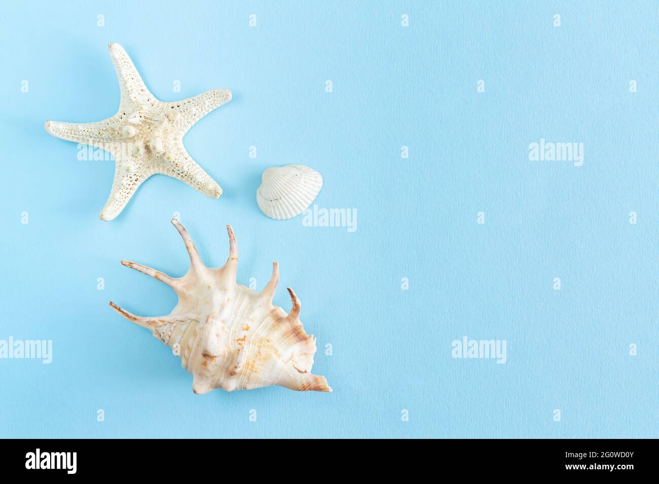 Starfish and seashells top view on light blue background with copy ...