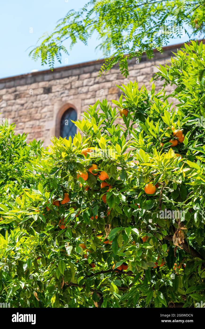 Orange Trees In Barcelona City, Spain Stock Photo Alamy