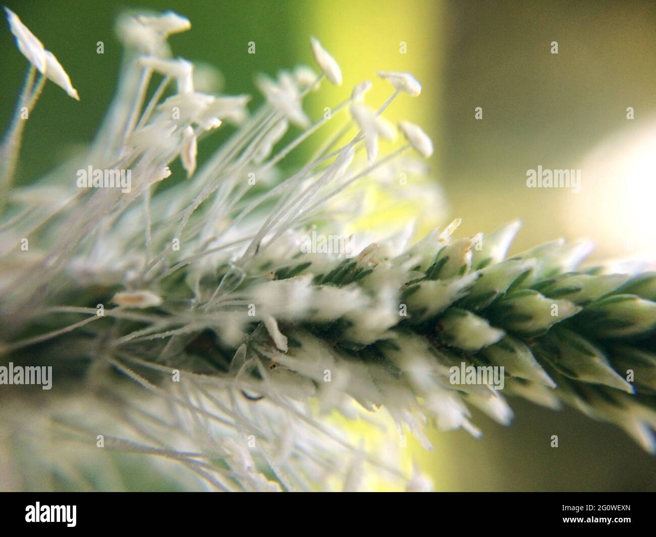 Plantain flower blooming close-up. Blurred macro photo of plantain ear petals. Stock Photo