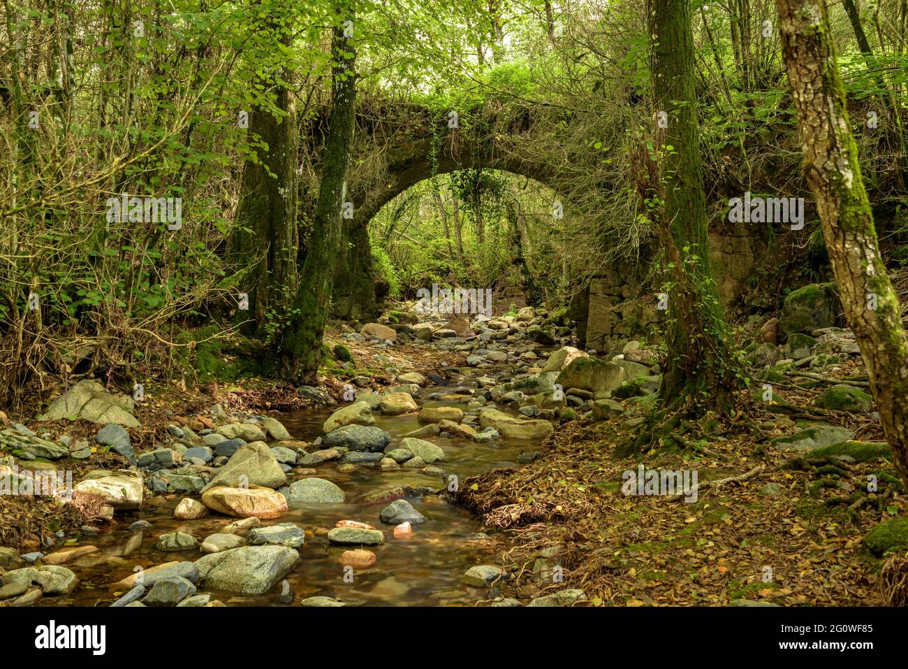 Medieval bridge in the forest near La Sala country house (Viladrau, Catalonia, Spain) ESP: Puente medieval en el bosque cerca de la masía de la Sala Stock Photo