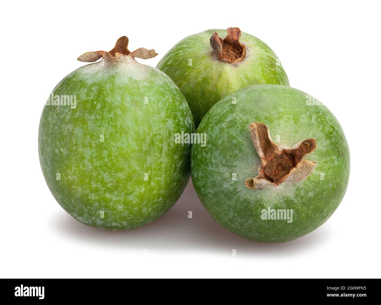 feijoa path isolated on white Stock Photo