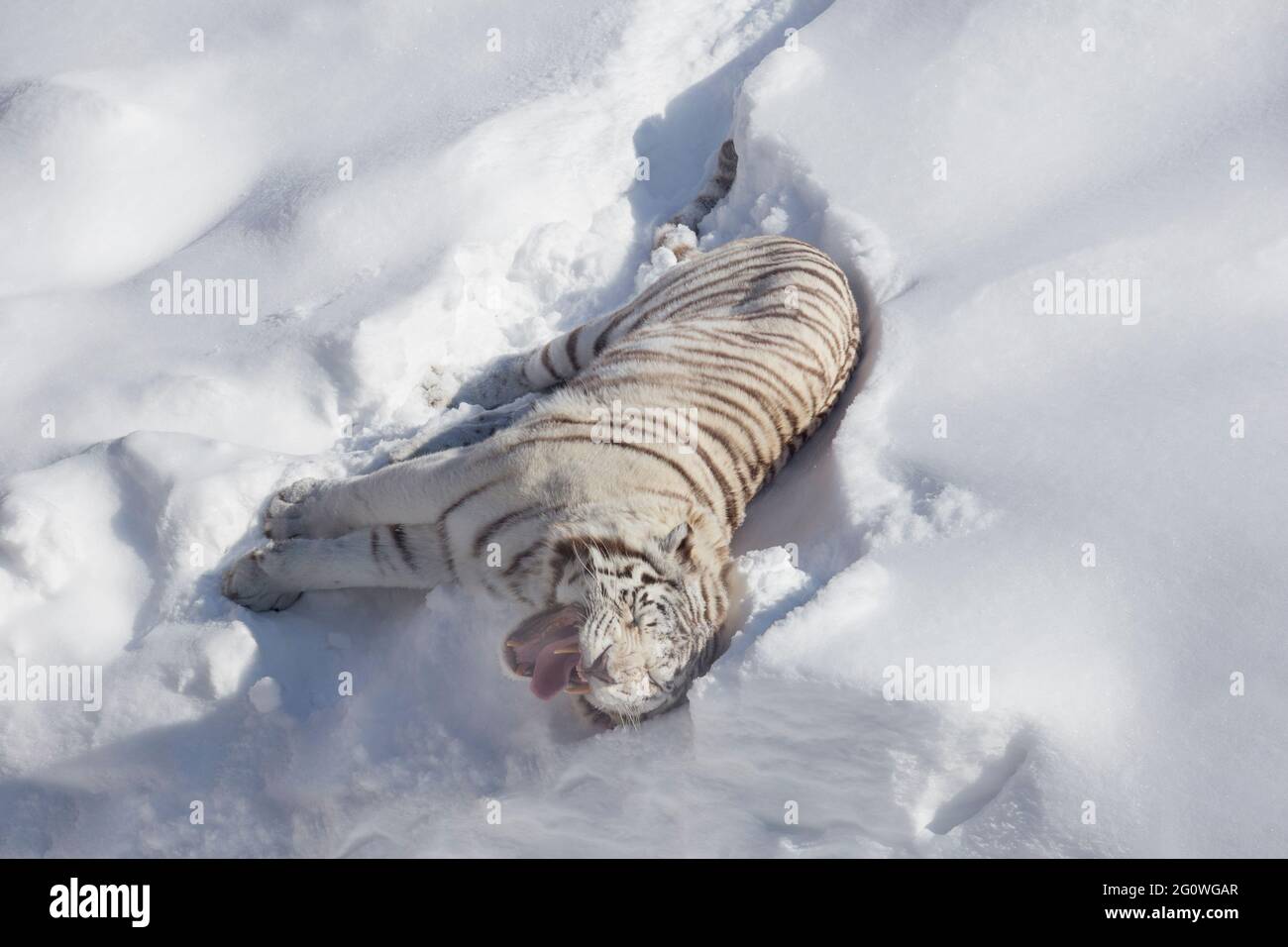 Wild white bengal tiger is lying and basking on a white snow. Panthera tigris tigris. Animals in wildlife. Stock Photo