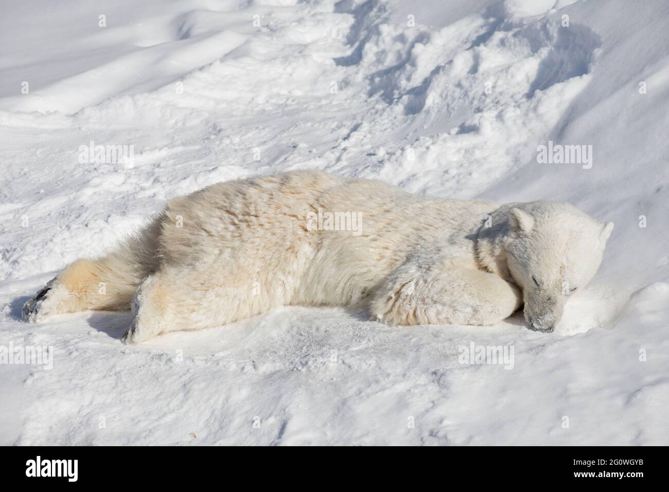 Polar bear cub is lying and sleeping on the white snow. Ursus maritimus or Thalarctos Maritimus. Animals in wildlife. Stock Photo