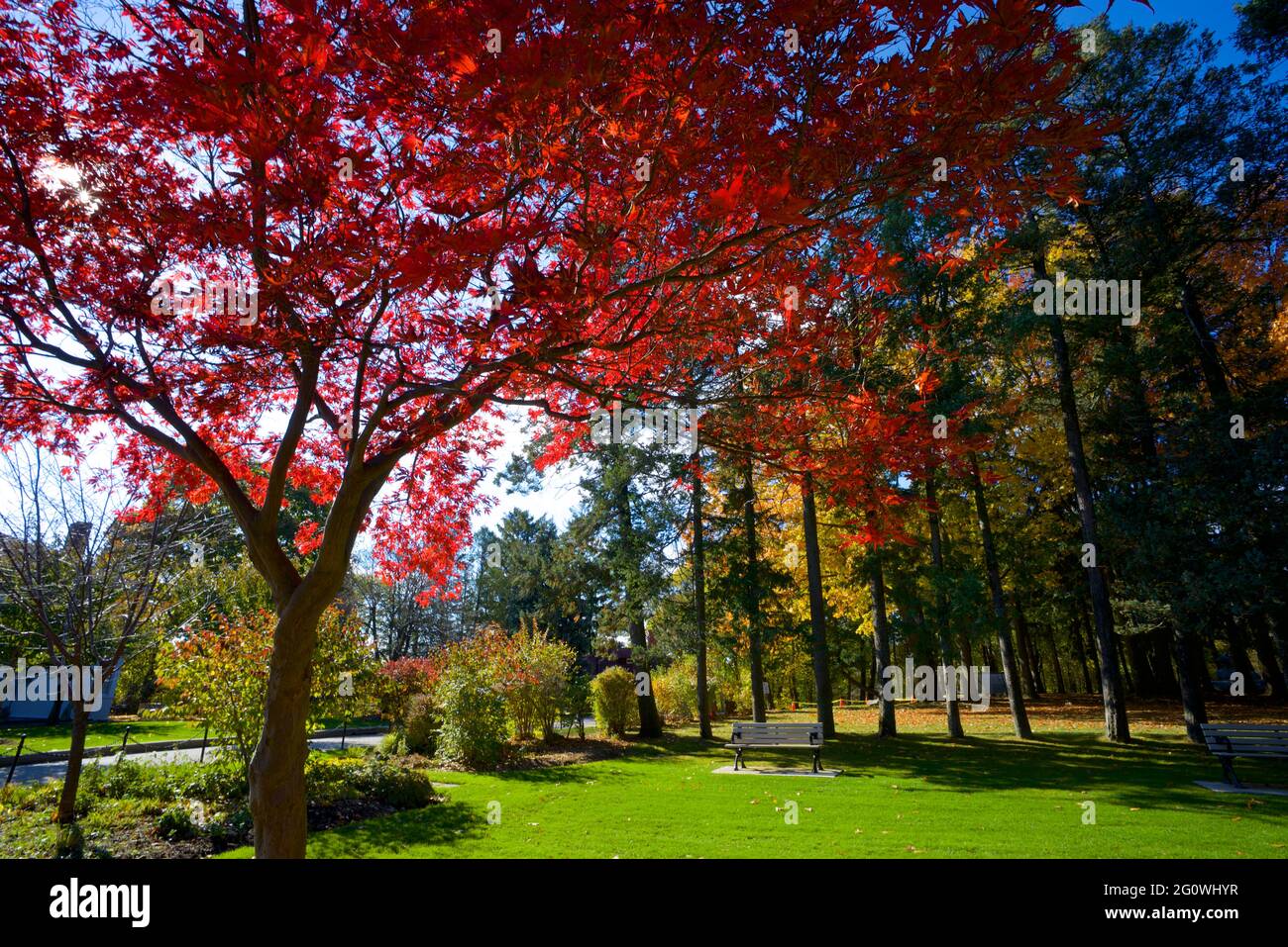 Maple tree in the public park in autumn Stock Photo