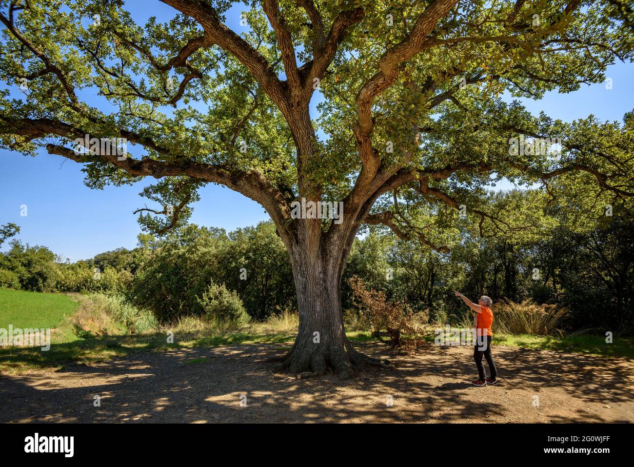 Roure Gros, large oak in Sant Pere de Vilamajor (Vallès Oriental, Barcelona, Catalonia, Spain) Stock Photo