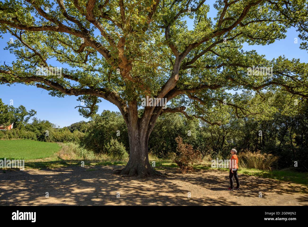 Roure Gros, large oak in Sant Pere de Vilamajor (Vallès Oriental, Barcelona, Catalonia, Spain) Stock Photo