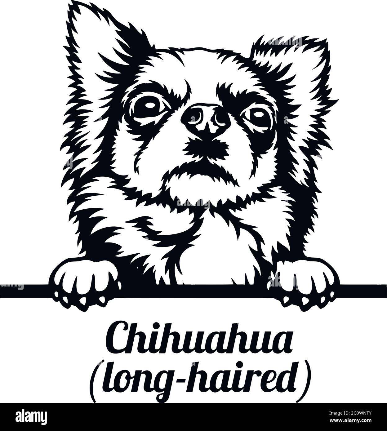 Chihuahua long haired Stock Vector Images Alamy