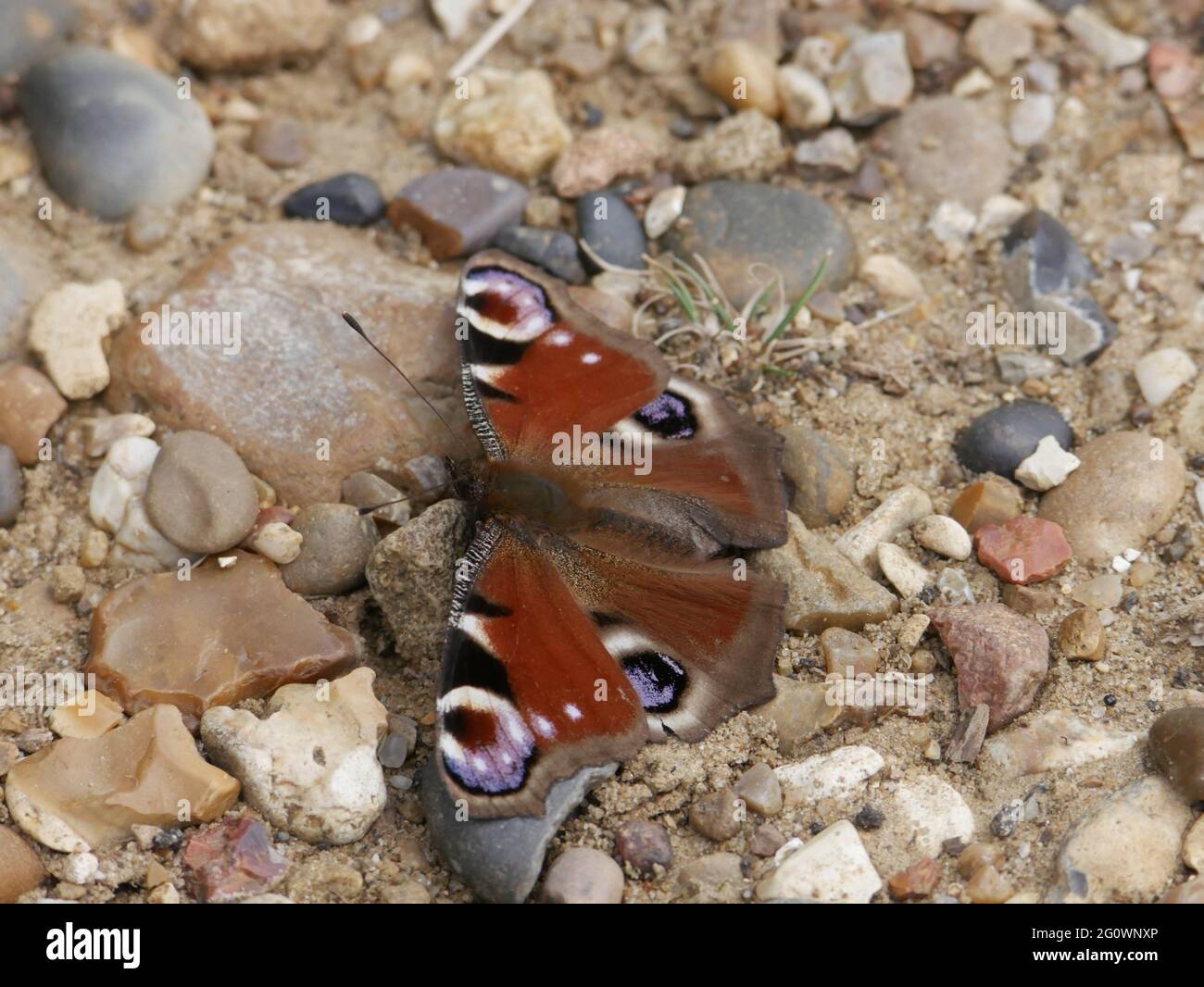 Peacock butterfly - Aglais io resting on stony ground Stock Photo - Alamy