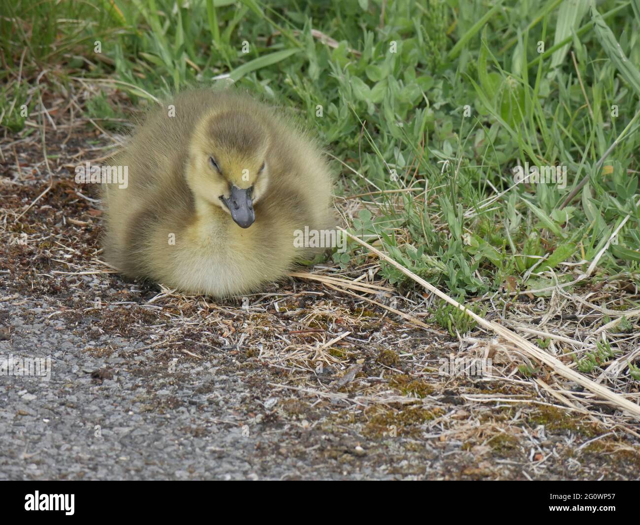 Canada goose beautiful bird hi-res stock photography and images - Alamy