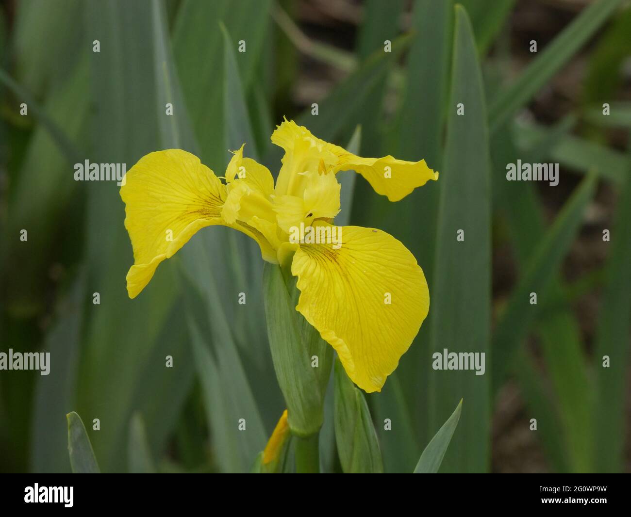 Yellow flag iris flower - Iris pseudacorus Stock Photo