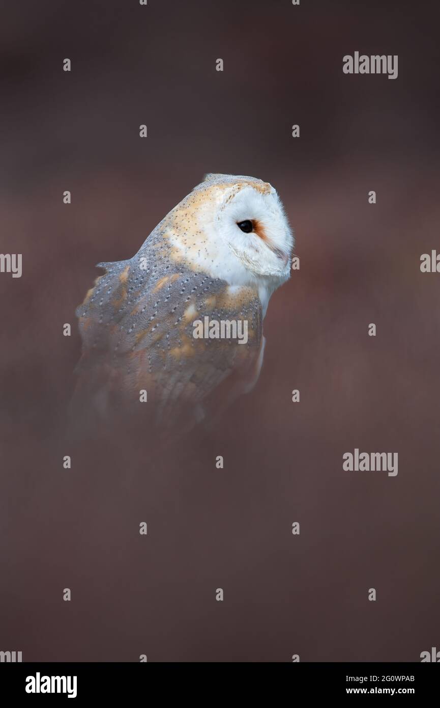 Barn Owl (Tyto alba) framed with blurred heather Stock Photo