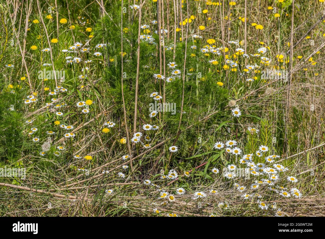 Grouping of white daisies and yellow dandelions combined together growing between the tall grasses in the field on a sunny day in springtime Stock Photo