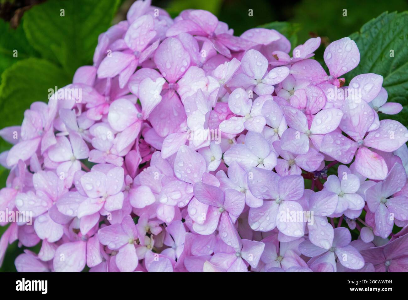 Huntington in Navy Hydrangea