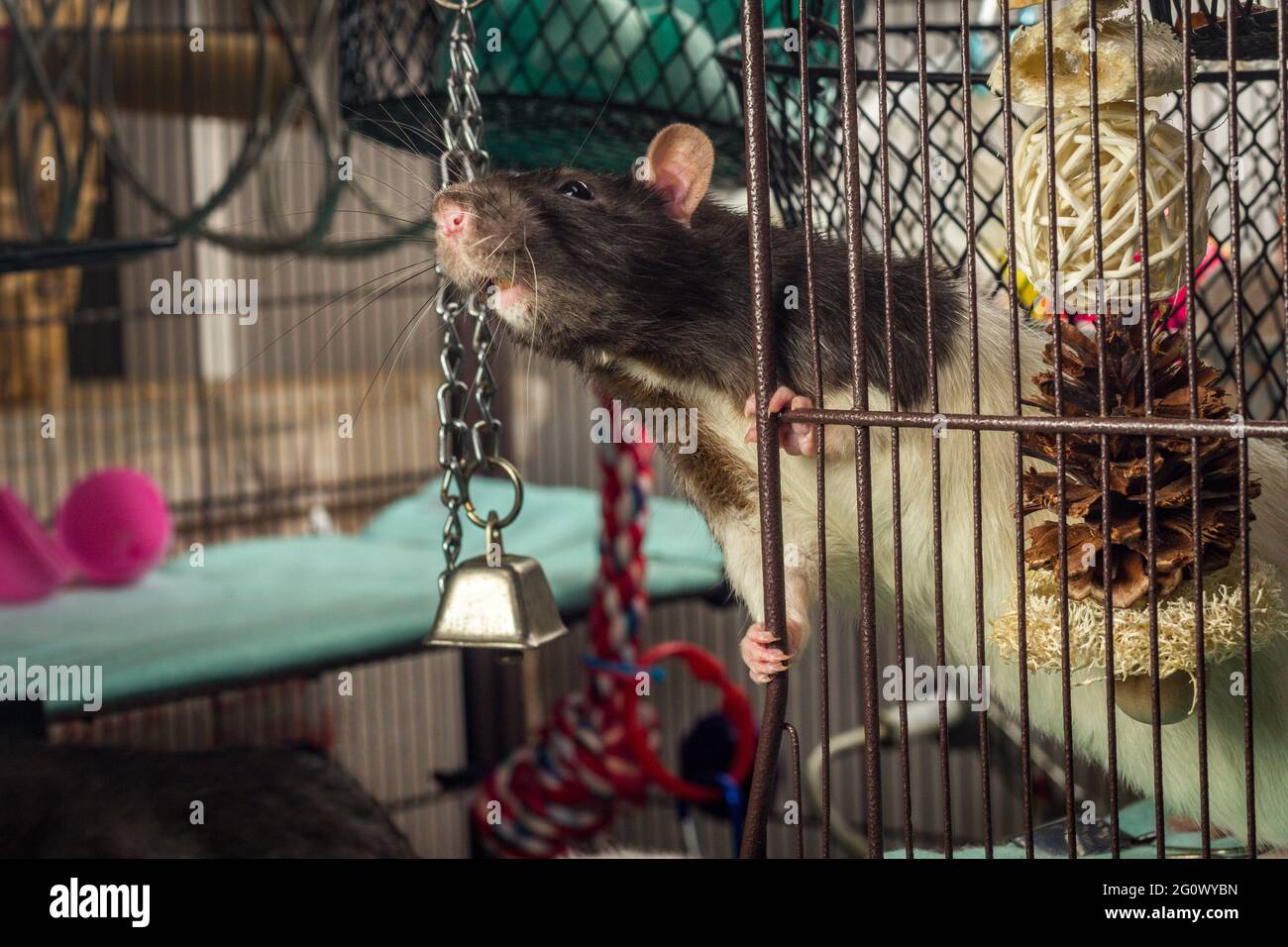 Friendly pet fancy hooded rat looking out of open cage Stock Photo Alamy