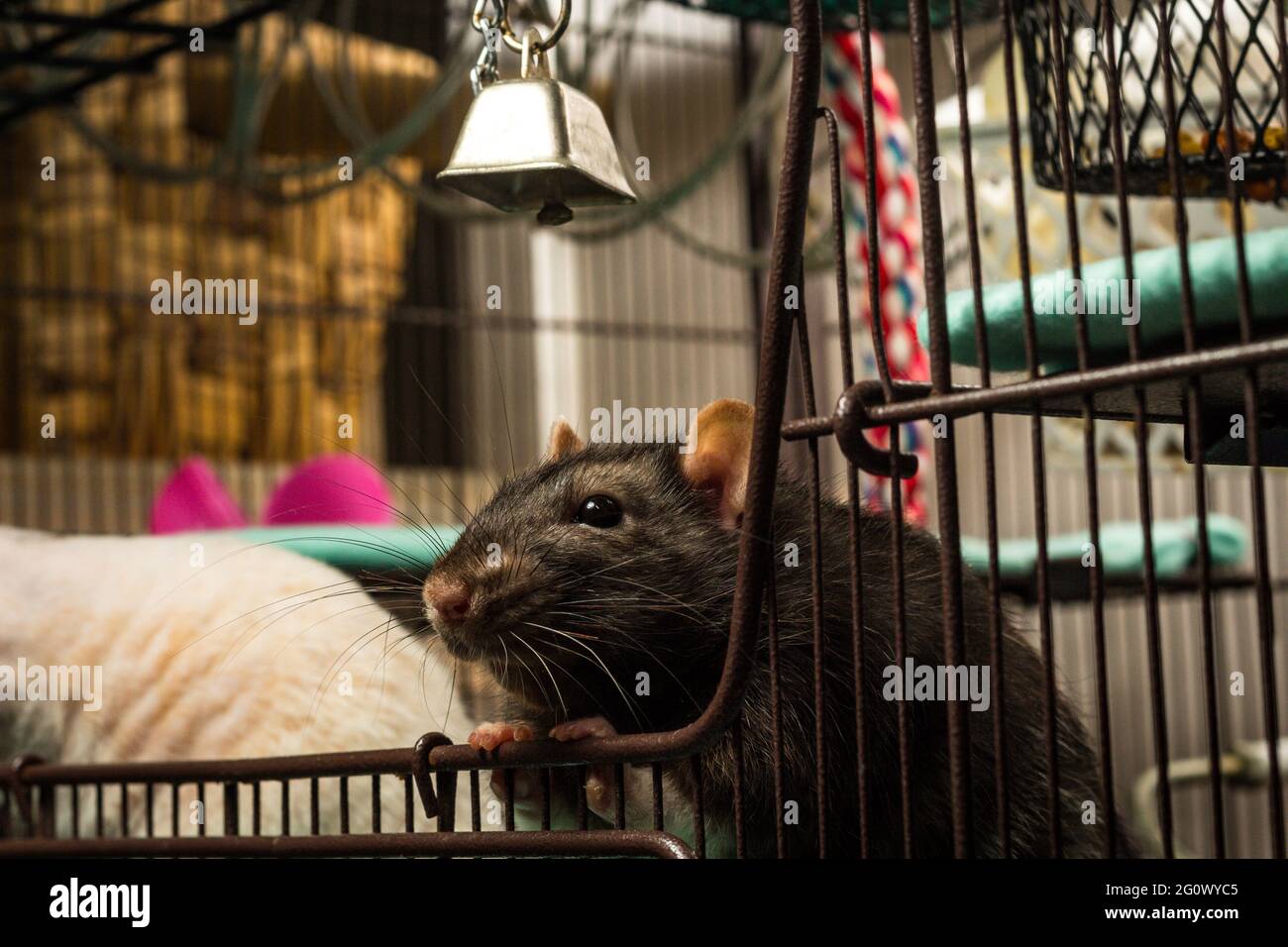Friendly pet fancy berkshire rat playing in metal cage Stock Photo Alamy
