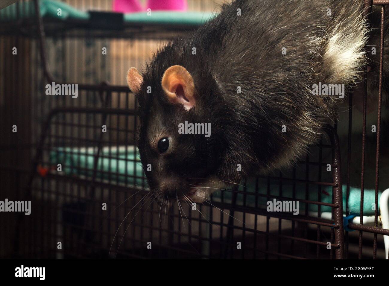 Friendly pet fancy berkshire rat playing in metal cage Stock Photo Alamy