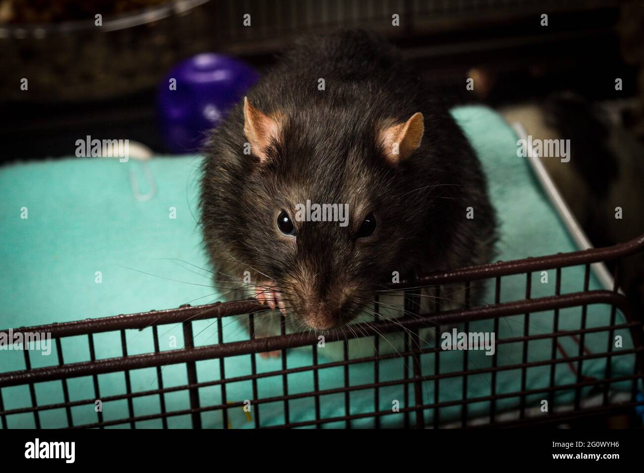 Friendly pet fancy berkshire rat playing in metal cage Stock Photo Alamy
