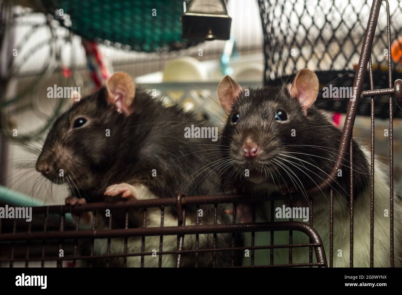 Friendly pet fancy berkshire and hooded rats playing in metal cage