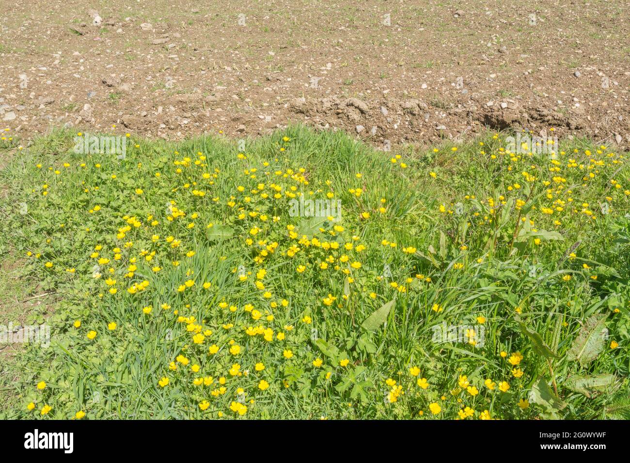 Mass of yellow flowered Creeping Buttercup / Ranunculus repens at field