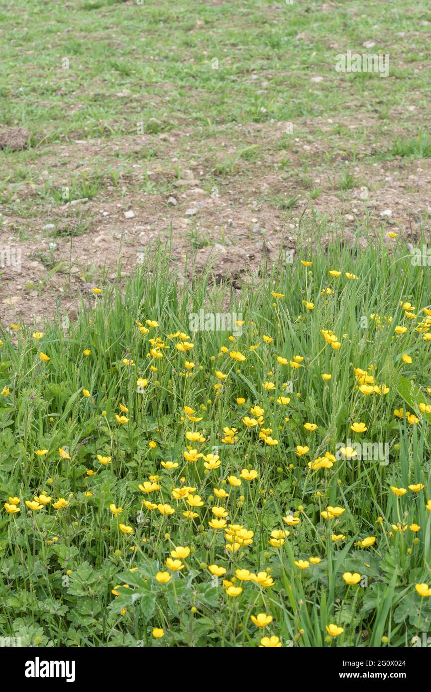 Mass of yellow flowered Creeping Buttercup / Ranunculus repens at field