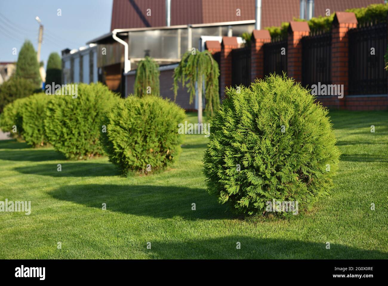 Tui trimmed in the shape of a ball, garden topiary Stock Photo