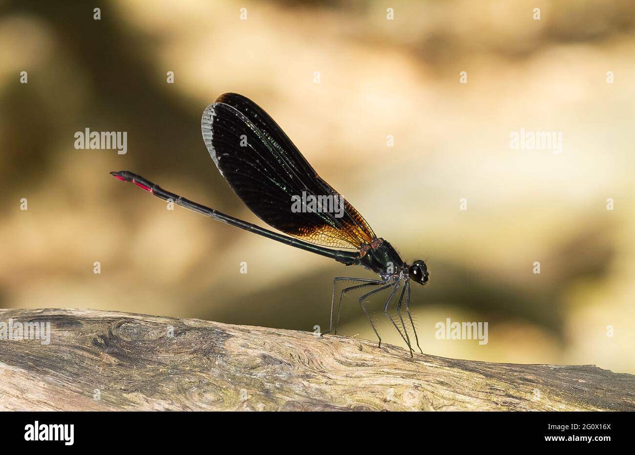 Soft focus of a damselfly with dark wings on a tree branch Stock Photo