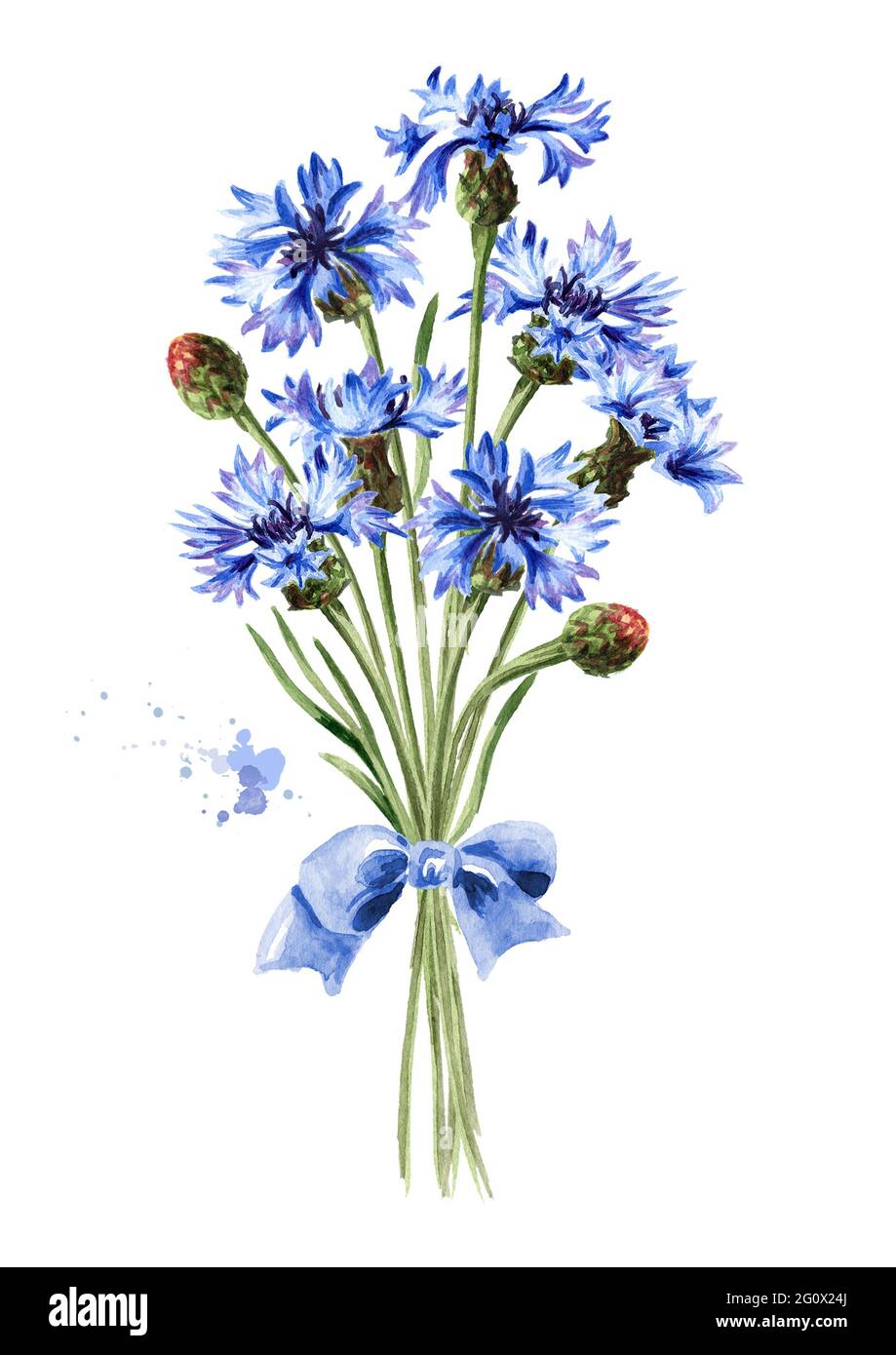 Bouquet of blue flowers cornflower with a ribbon. Hand drawn watercolor ...
