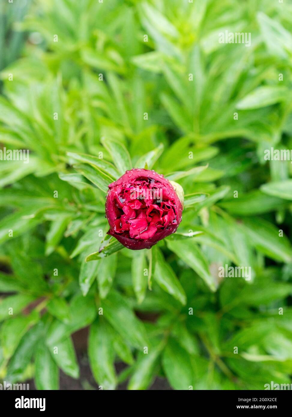 Close up red peony bud flower on green leaf. Selective focus. Beautiful blurred bokeh background. Stock Photo