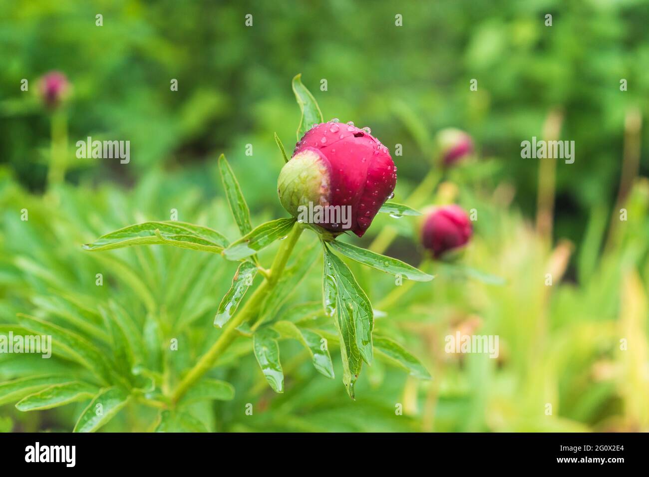 Close up red peony bud flower on green leaf. Selective focus. Beautiful blurred bokeh background. Stock Photo