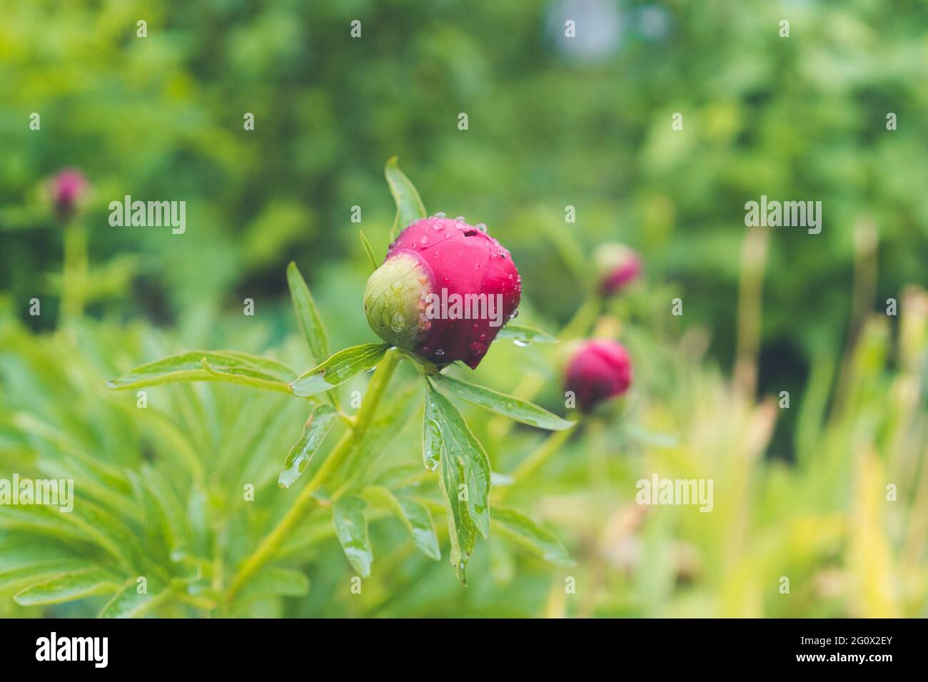 Beautiful red peony bud in the green garden. Spring season. Selective focus. Copy-paste concept. Stock Photo