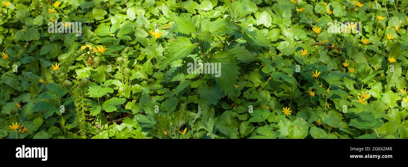 Overhead shot of ground cover plants with yellow flowers at a garden