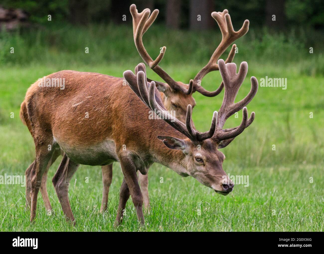 Dülmen, NRW, Germany. 03rd June, 2021. Two of the stags graze