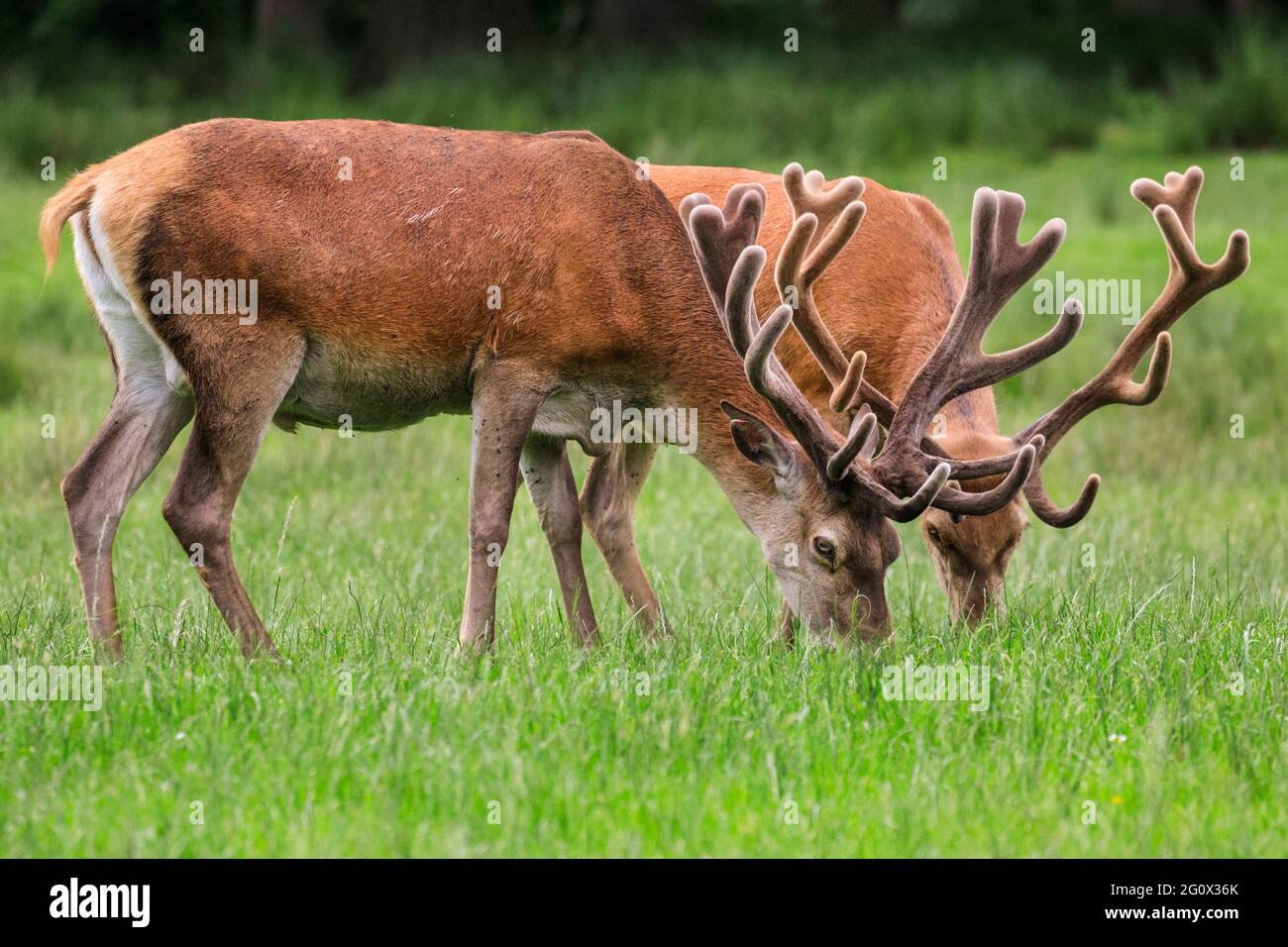 Dülmen, NRW, Germany. 03rd June, 2021. Two of the stags graze