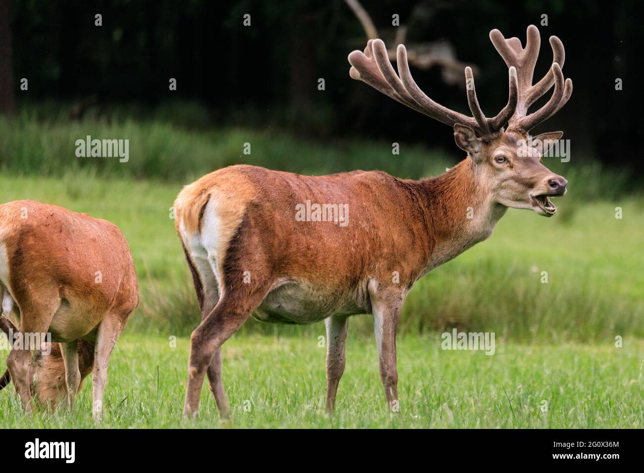 Fuzzy antlers hires stock photography and images Alamy