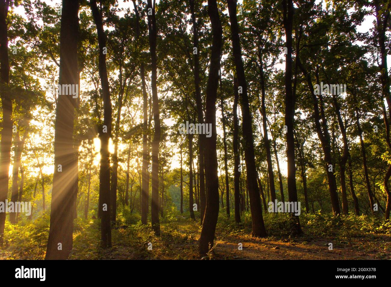 Sun rays penetrating through trees in the forest of mountains near Premnagar town located in the city Dehradun in the Uttrakhand state of India. The s Stock Photo