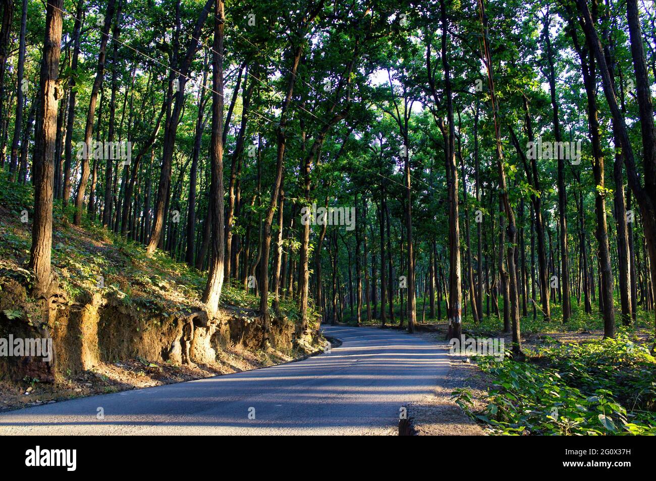 A turning road in the mountains near Premnagar surrounded with trees located in the city Dehradun in the Uttrakhand state of India. The state is right Stock Photo