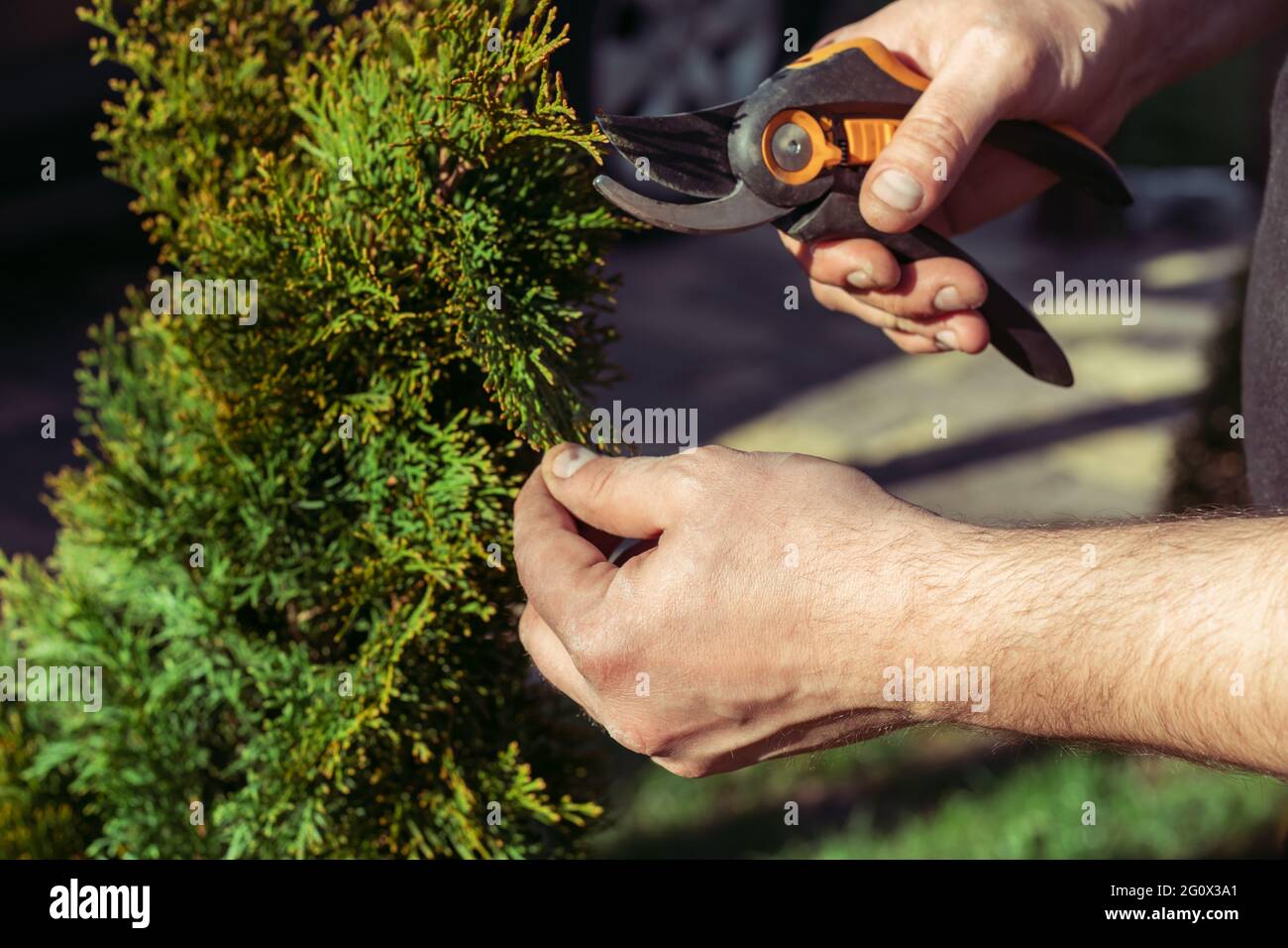 Hands of man who cuts thuja branches with a pruner in garden in sunlight Stock Photo