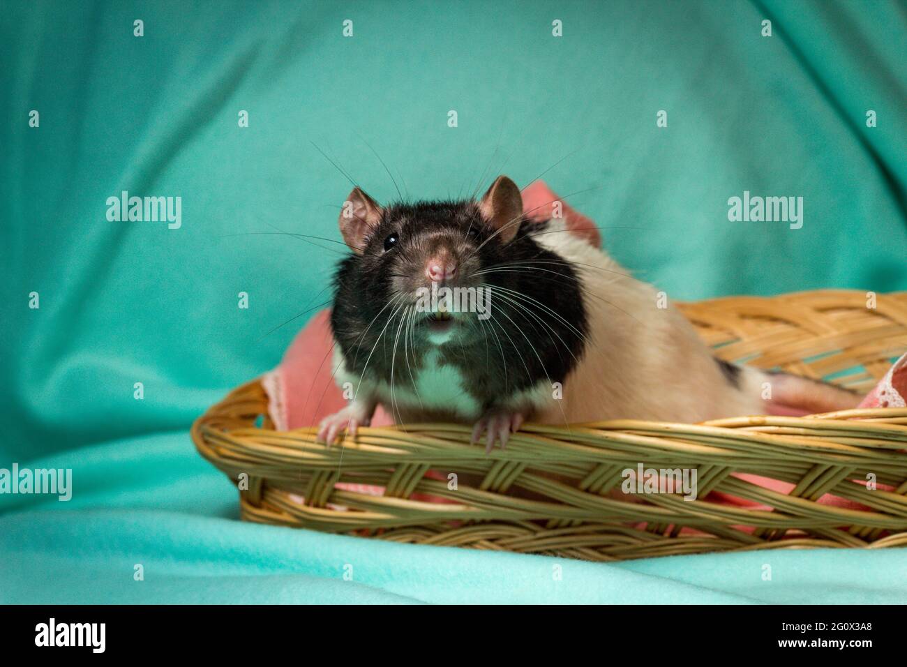 Friendly hooded pet rat playing in wicker basket Stock Photo Alamy